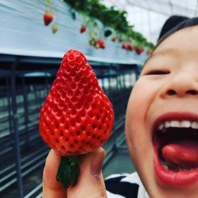 いちご狩り開催中 